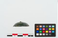Foto von Bronzeniet (NHMW-PRAE-024411)
